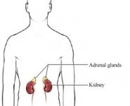 adrenal_glands